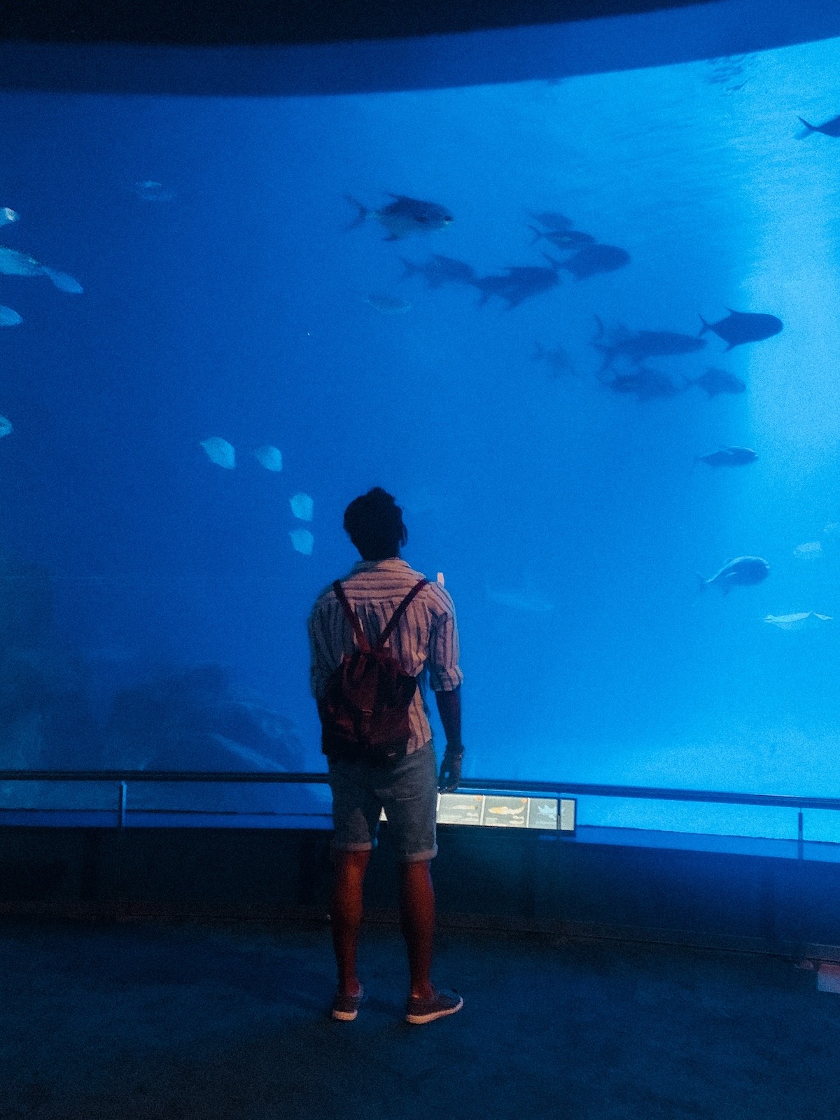 Rishi at Oceanografic in Valencia